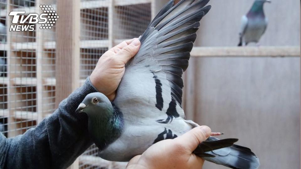 雲林有許多賽鴿飼主。（示意圖／達志影像路透社）