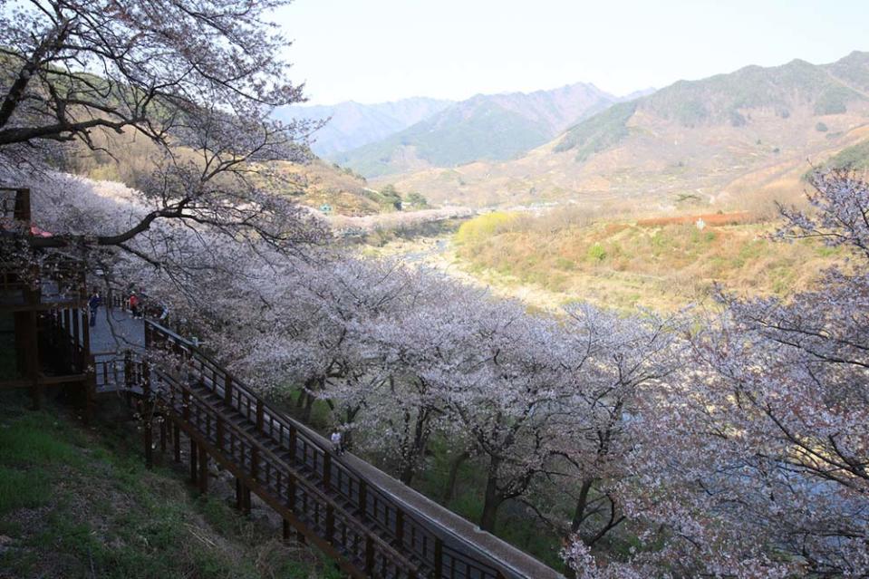 花開十里櫻花路（Photo by Park Seonggeun, 韓國觀光公社提供）