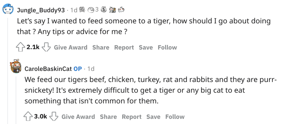<div><p>"We feed our tigers beef, chicken, turkey, rat and rabbits and they are purr-snickety! It's extremely difficult to get a tiger or any big cat to eat something that isn't common for them."</p></div><span><a href="https://www.reddit.com/r/IAmA/comments/qukmkg/hey_all_you_cool_cats_and_kittens_its_carole/" rel="nofollow noopener" target="_blank" data-ylk="slk:reddit.com;elm:context_link;itc:0;sec:content-canvas" class="link ">reddit.com</a></span>