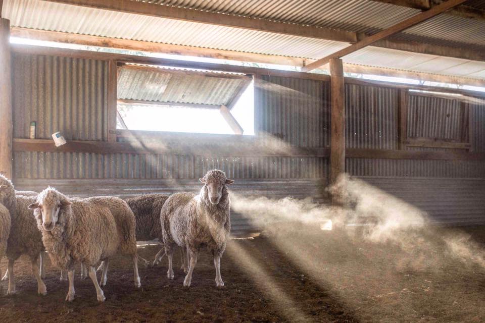 Sheep crowd together in the shade of a shed. PETA says sheep are mistreated in the wool industry.