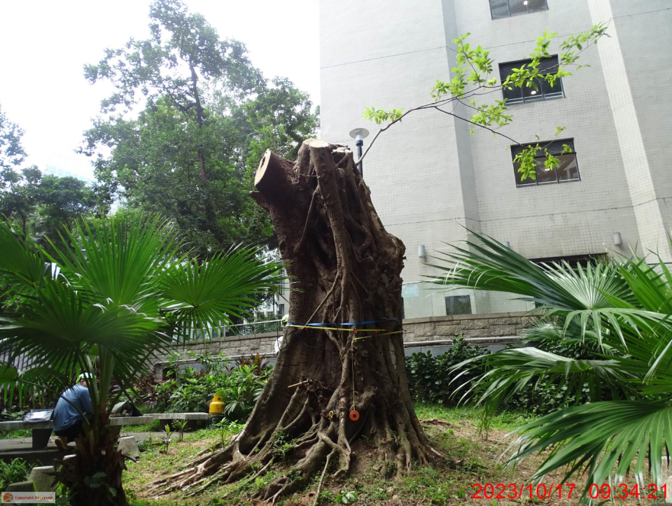 康文署將於6月1日移除中環律政中心一棵結構及健康狀況欠佳的古樹名木。《古樹名木冊》圖片
