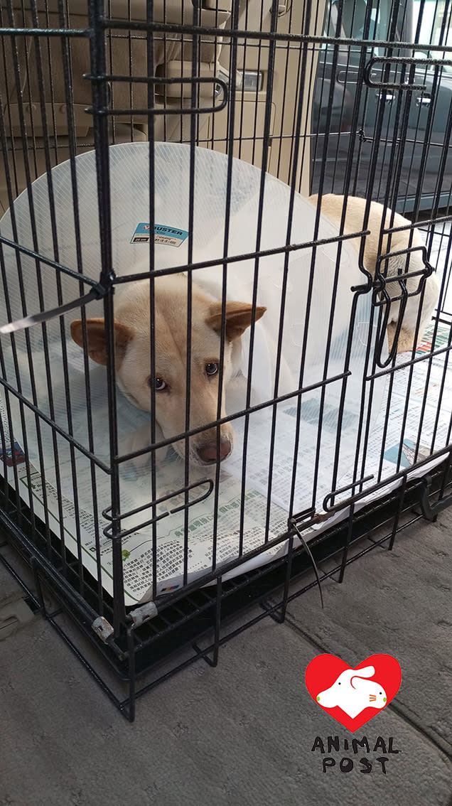 Volunteer Gloria rescued and neutered the dog, hoping to end her tragic fate of being left free.