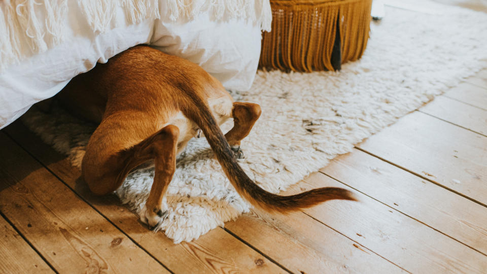 Dog hiding under bed