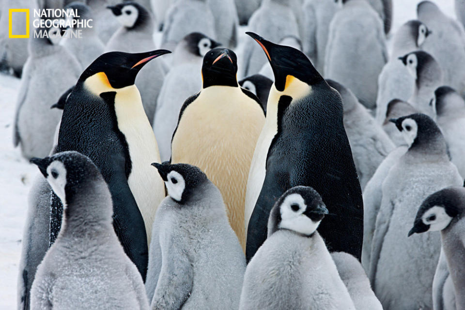 © Paul Nicklen/National Geographic