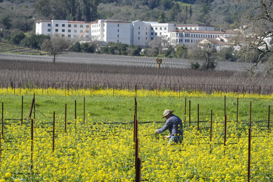 A man works in a mustard covered vineyard with the Veterans Home of California in the background in Yountville, Calif., Wednesday, Feb. 28, 2024. Brilliant yellow and gold mustard is carpeting Northern California's wine country, signaling the start of spring and the celebration of all flavors sharp and mustardy. (AP Photo/Eric Risberg)