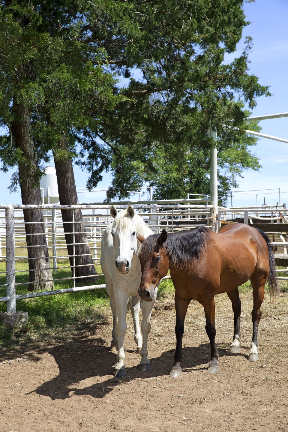 mustangs drummond ranch