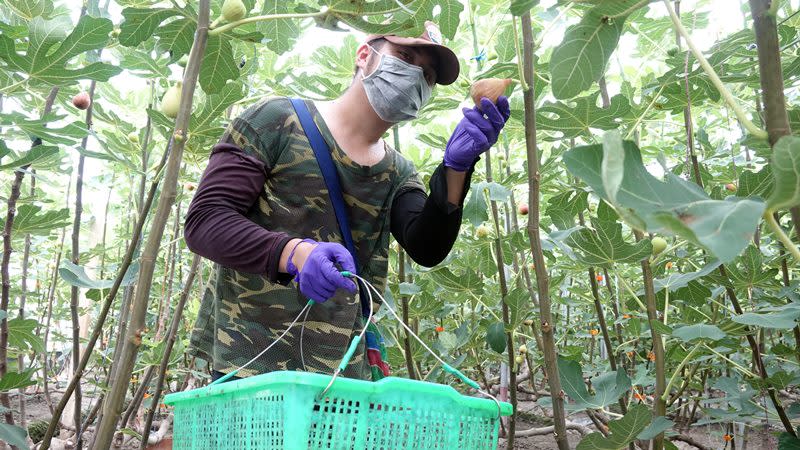 榮鴻無花果農場搶攻消暑商機　鮮果冰棒夏日透心涼