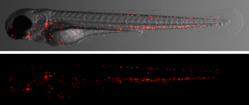 Larvas de pez cebra de tres días con neutrófilos rojos. Estas células del sistema inmunitario combaten las bacterias y necesitan los plasmalógenos para sobrevivir.