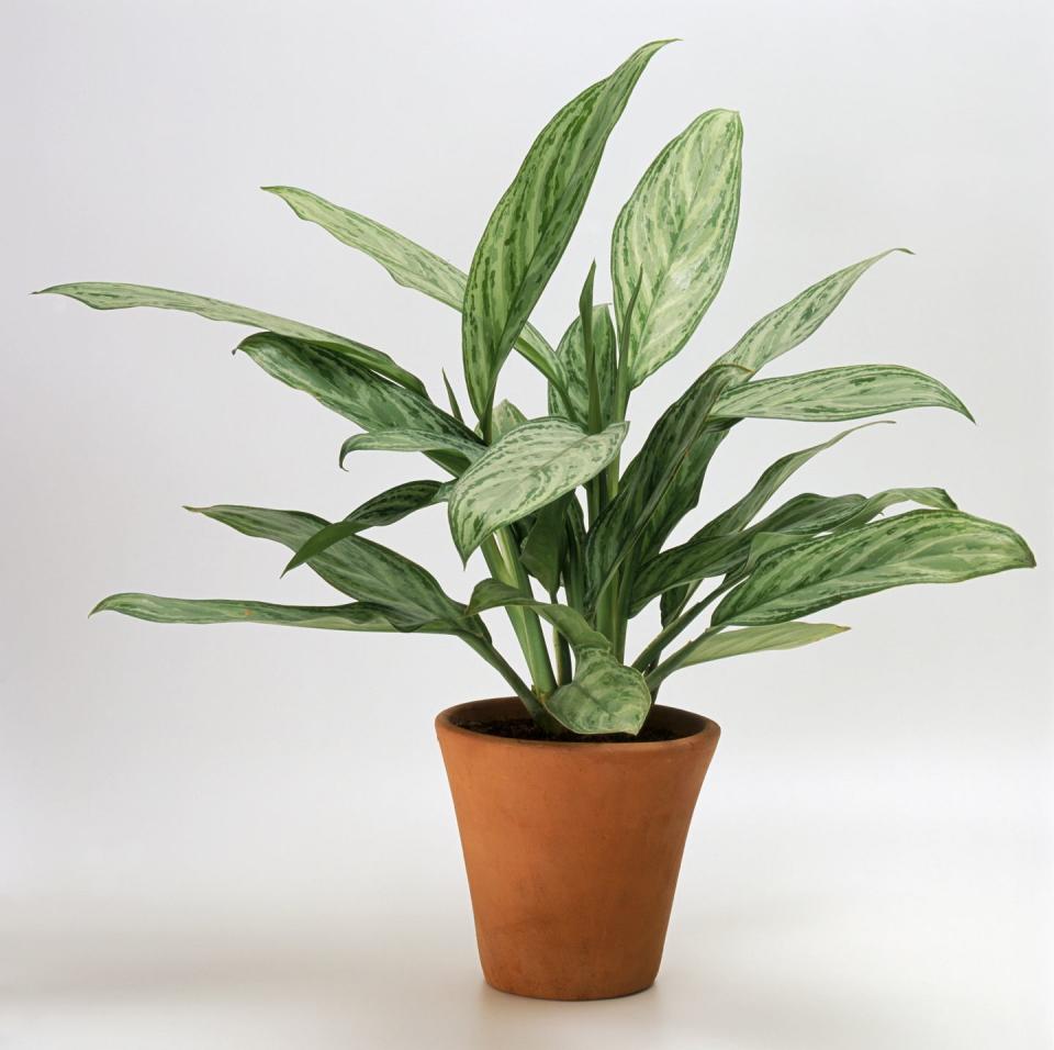 low light houseplants agalonema