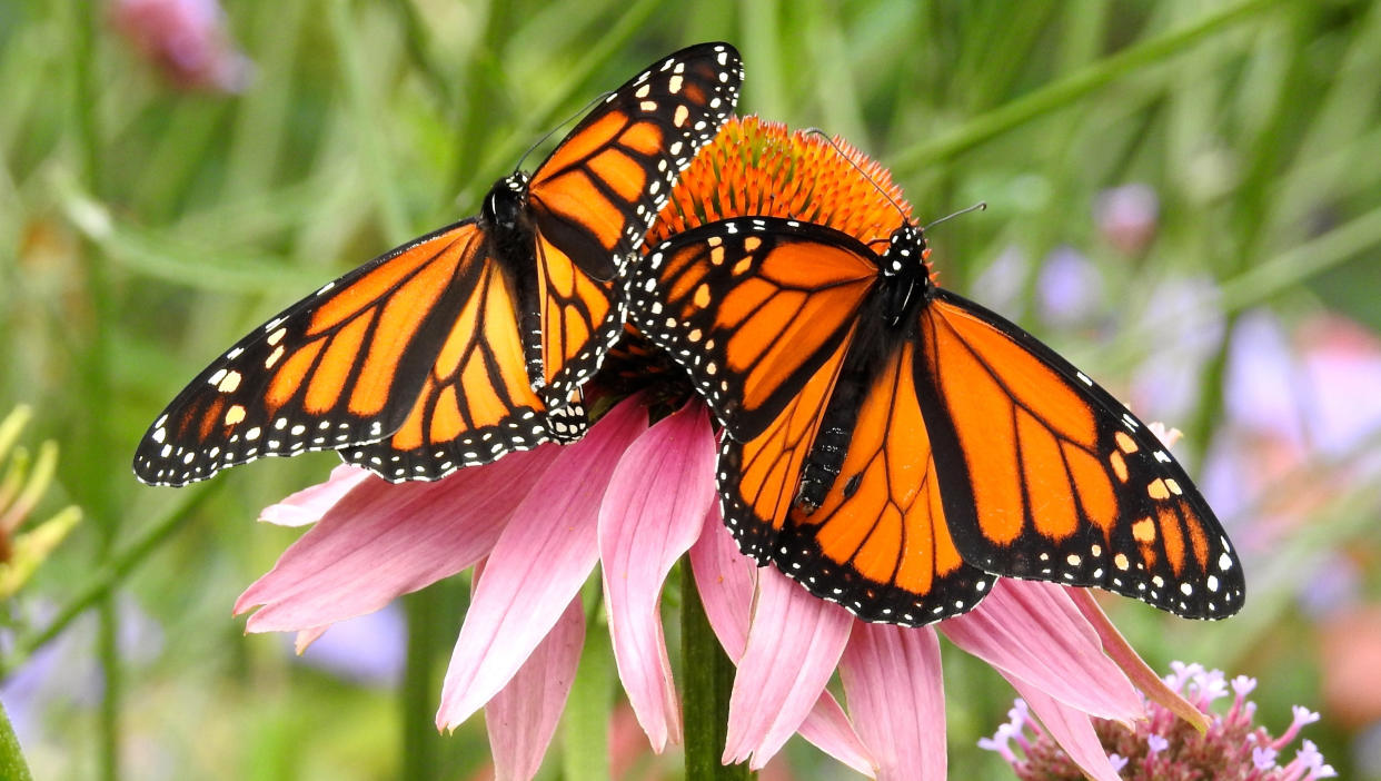  Orange butterflies on a pink plant 