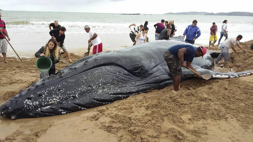 <p>Hunderte von Menschen helfen dabei, einen gestrandeten Buckelwal an der Küste von Rasa Beach in Brasilien am Leben zu halten. (Bild: Bebeto Karolla/Folha de Buzios via AP) </p>