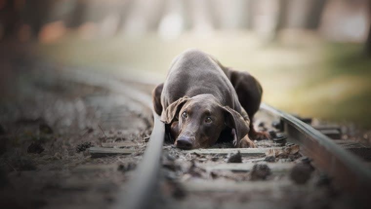 Injured Dog Named Lucky Found Abandoned on Train Tracks Seeks Forever Home