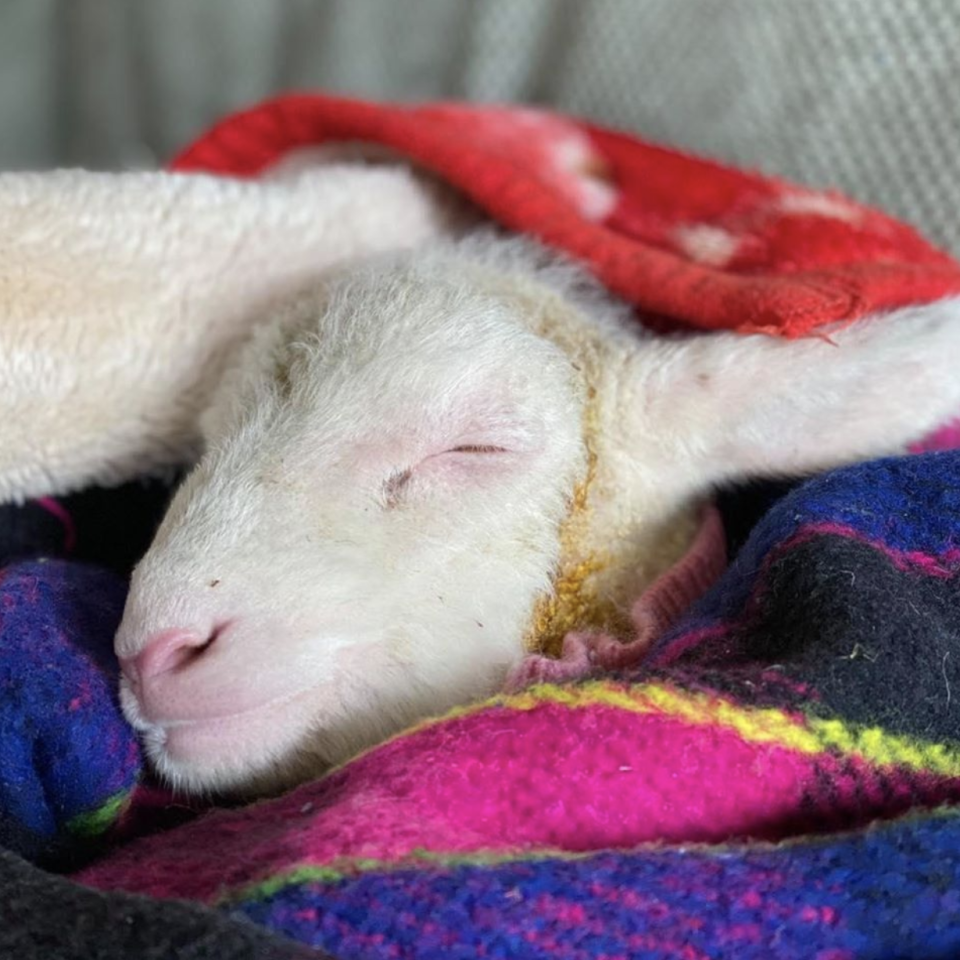 Ava is seen sleeping in blankets at the sanctuary. Source: Freedom Hill Sanctuary 