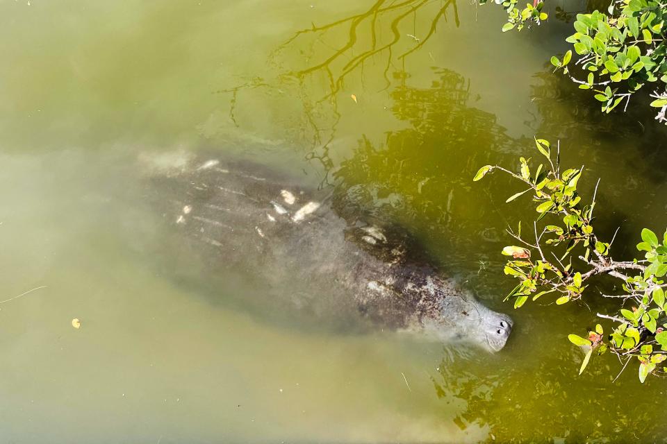 A manatee comes up for a breath of air within Bairs Cove at Merritt Island National Wildlife Refuge in Titusville, Florida, on February 25, 2023. After Hurricane Idalia blew through Florida in August 2023, a manatee was seen dining on a flooded lawn.