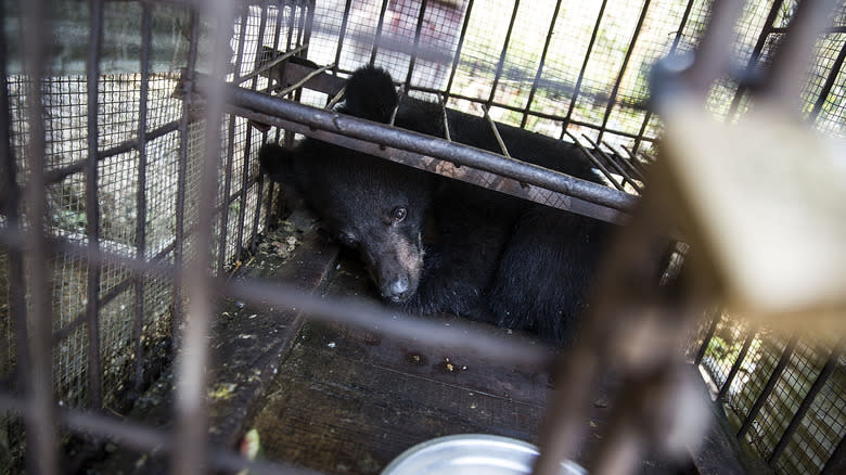 black bear in cage 