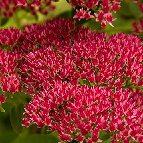 Outsidepride Perennial Sedum Summer Glory Heat & Drought Tolerant, Succulent, Stonecrop Ground Cover Plants - 1000 Seeds