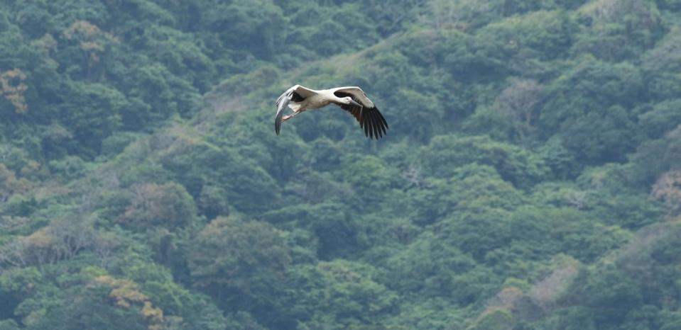 瀕危「東方白鸛」失溫沒體力 鳥友協力救援順利野放