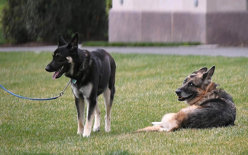 The First Dogs on the South Lawn of the White House earlier this year - REUTERS 