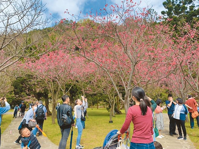 北市陽明山花季開幕，正逢台灣山櫻花和八重櫻盛開，現場一片粉嫩，人潮湧現。（張薷攝）