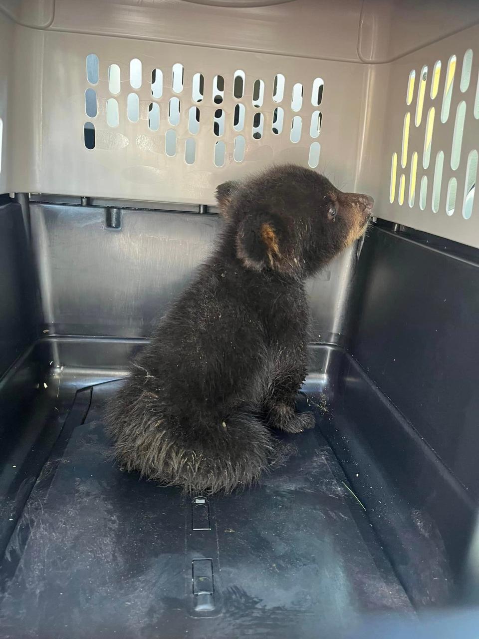 This is one of four bear cubs that were sent to a rehabilitator in New Hampshire after their mother was killed by an Athol homeowner because she was raiding a chicken coop.