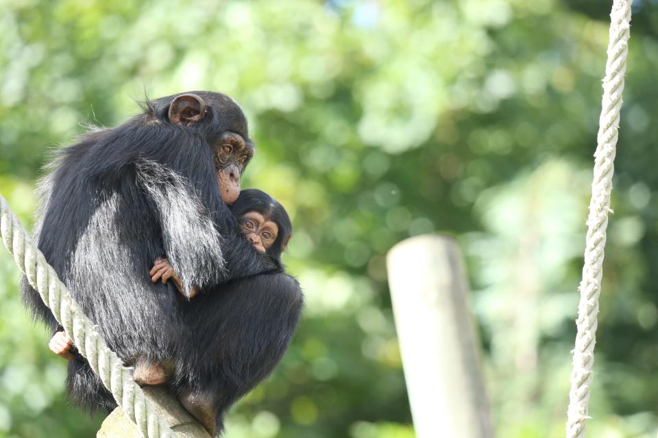 An adult chimp holds its baby, who peeks out over its arm.
