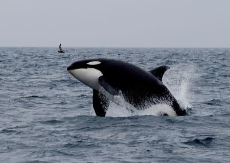 A killer whale jumps out of water in the sea near Rausu