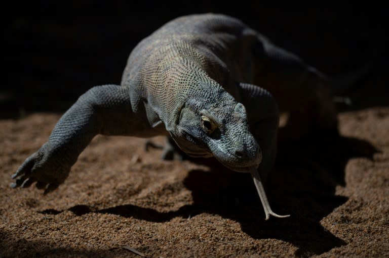 Un dragón de Komodo llamado Reo, en un parque animal de Fuengirola (Málaga), el 20 de marzo de 2023 en esa localidad al sur de España (Jorge Guerrero)