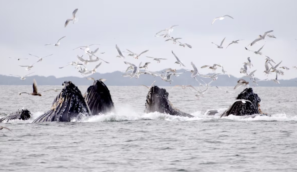 Humpback whales feeding in the coastal waters near Prince Rupert, B.C. (Chad Graham/WWF-Canada )