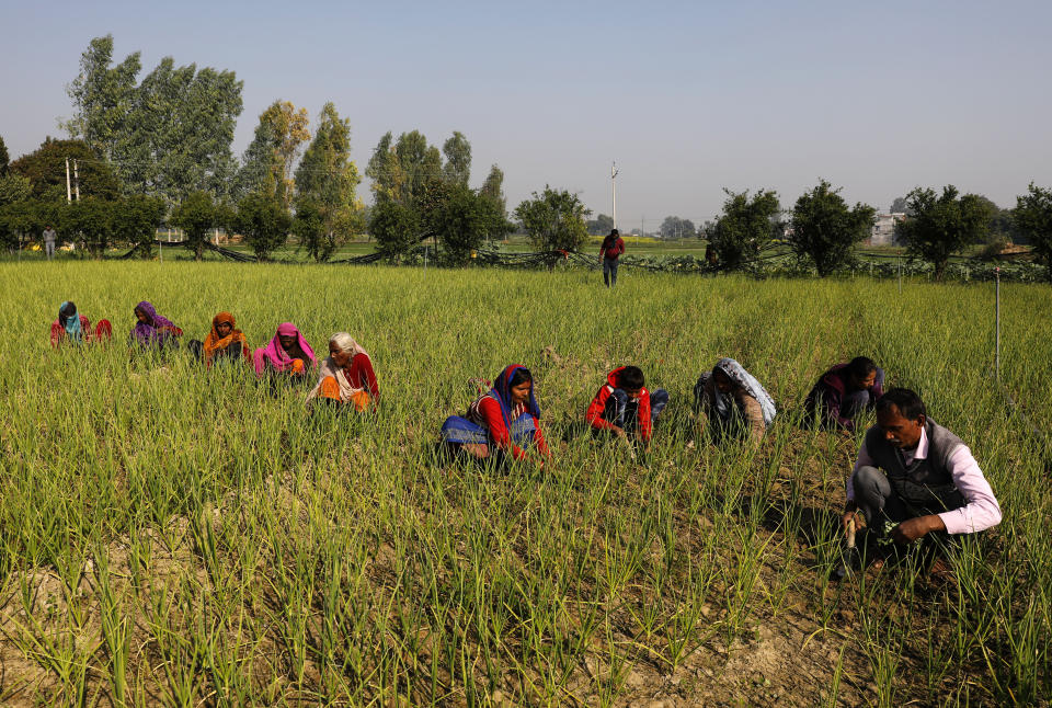 Indian farmer Ram Singh Patel, right, works with others in his field in Fatehpur district, 180 kilometers (112 miles) south of Lucknow, India, Saturday, Dec. 19, 2020. Patel's day starts at 6 in the morning, when he walks into his farmland tucked next to a railway line. For hours he toils on the farm, where he grows chili peppers, onions, garlic, tomatoes and papayas. Sometimes his wife, two sons and two daughters join him to lend a helping hand or have lunch with him. (AP Photo/Rajesh Kumar Singh)