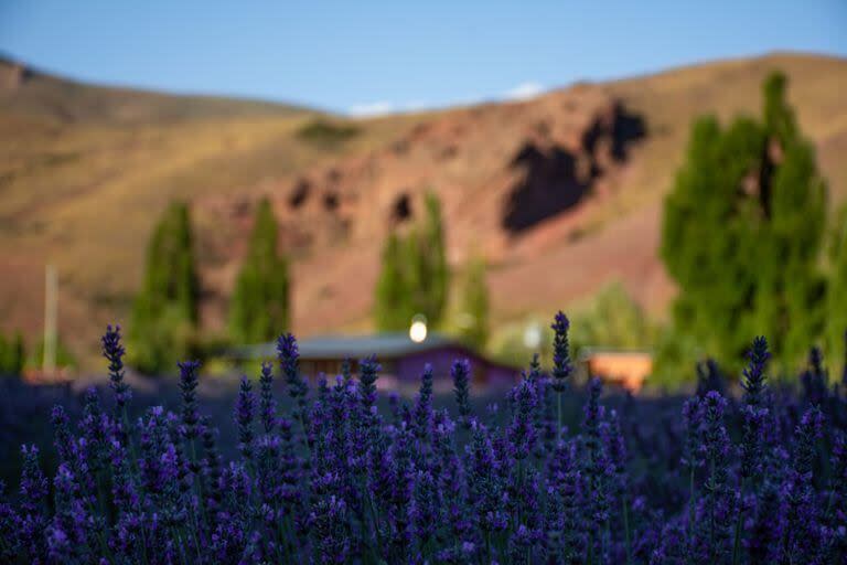 La lavanda tiene múltiples aplicaciones y beneficios