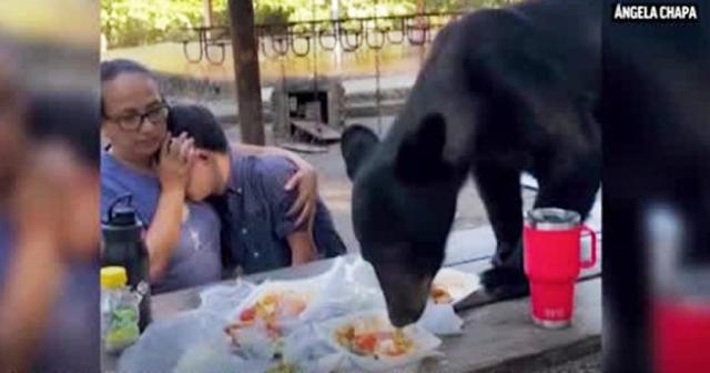 WATCH: Mexican mother bravely shields son as bear leaps on picnic table to  devour his birthday enchiladas