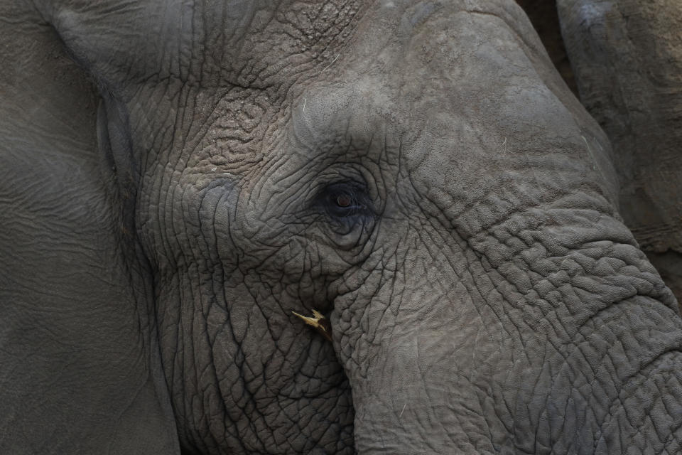 Mabhulane (Mabu) is seen in his open roaming area of the Fresno Chaffee Zoo in Fresno, Calif., Jan. 19, 2023. A community in the heart of California's farm belt has been drawn into a growing global debate over whether elephants should be in zoos. In recent years, some larger zoos have phased out elephant exhibits, but the Fresno Chaffee Zoo has gone in another direction, updating its Africa exhibit and collaborating with the Association of Zoos and Aquariums on breeding. (AP Photo/Gary Kazanjian)