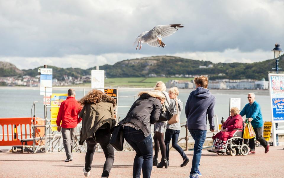 Seagulls