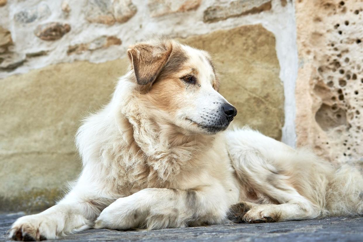 dog laying in front of middle ages looking building; Lord of the Rings dog names