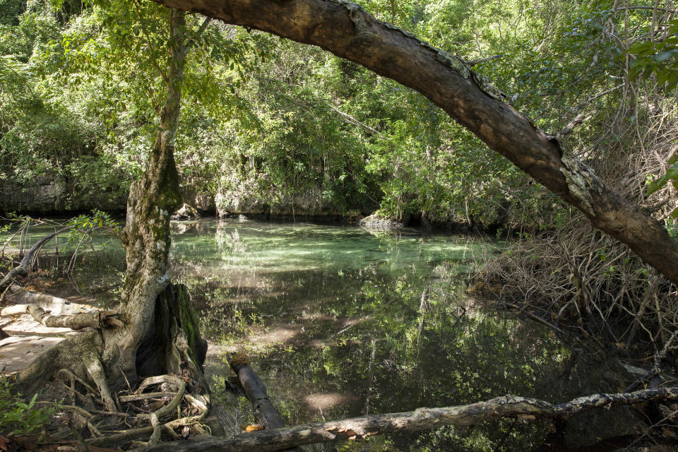 Un guía rema un bote con turistas en río Caño Frío, rodeado de manglares y un bosque frondoso, en la península de Samaná, en la República Dominicana, el 12 de diciembre de 2023. (Ricardo Piantini/The New York Times)
