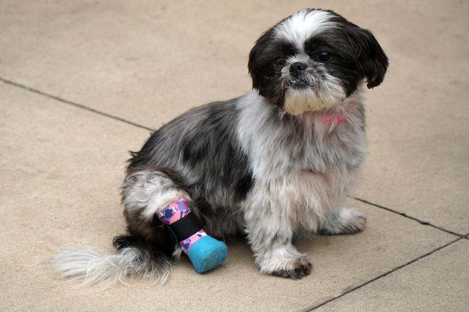 Amputee Dog Adopted By Detective with Prosthetic