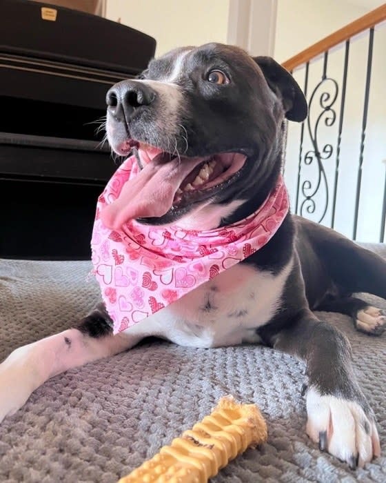 smiling black and white dog wearing a bandana