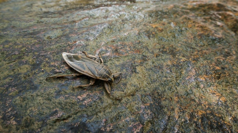 A giant water bug. - Photo: WildWoodMan (Shutterstock)