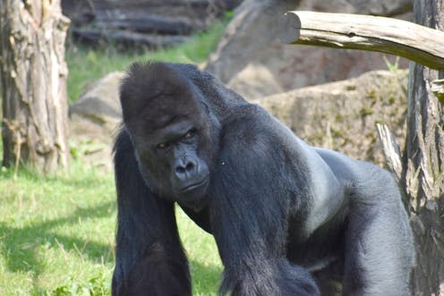 <span class="caption">A Western lowland gorilla in a zoo enclosure in Prague, Czech Republic.</span> <span class="attribution"><a class="link " href="https://www.shutterstock.com/image-photo/prague-czech-republic-september-11-2019-1512203753" rel="nofollow noopener" target="_blank" data-ylk="slk:Benislav/Shutterstock;elm:context_link;itc:0;sec:content-canvas">Benislav/Shutterstock</a></span>