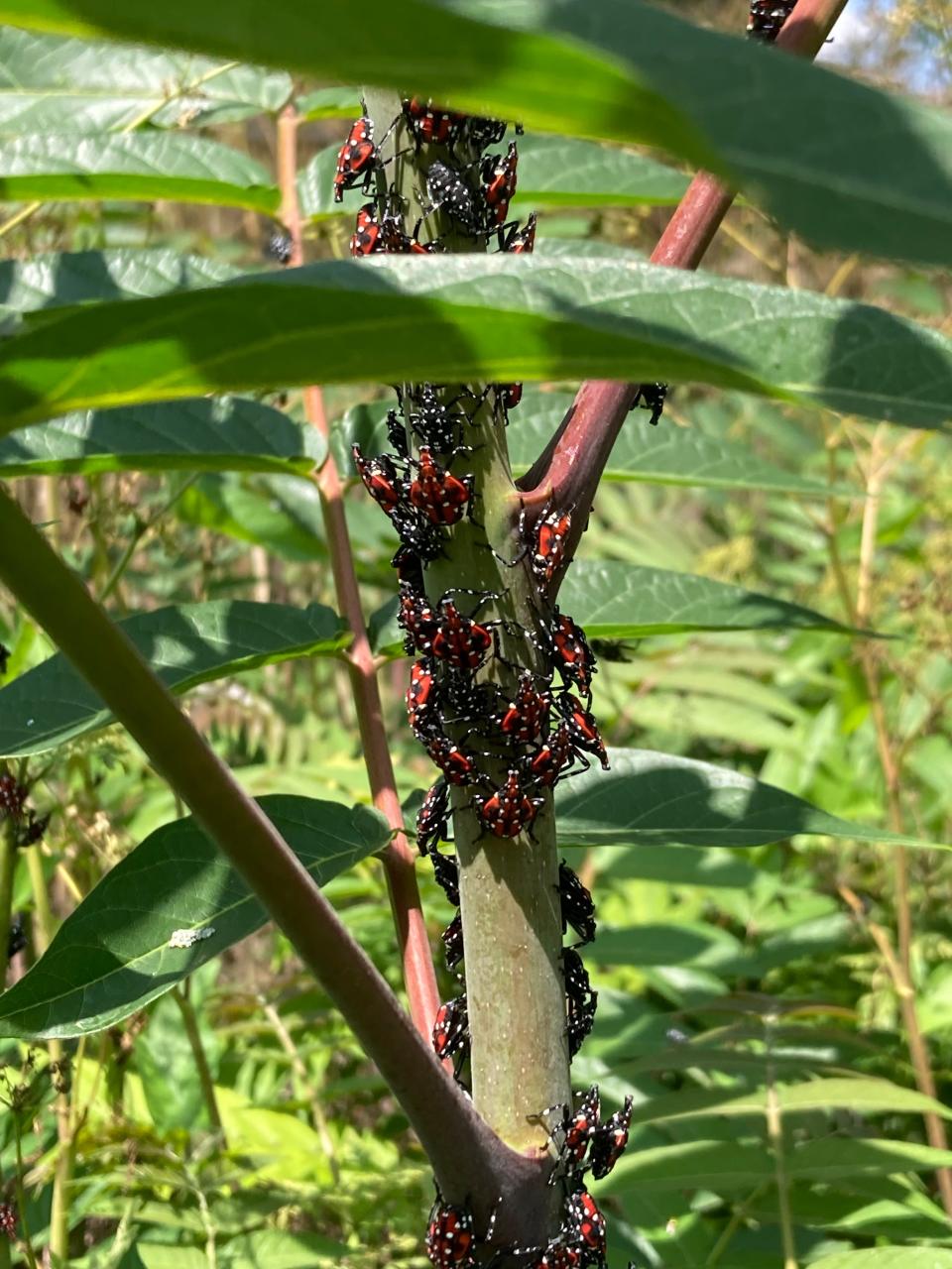 These spotted lanternflies were recently found in the Toledo area.