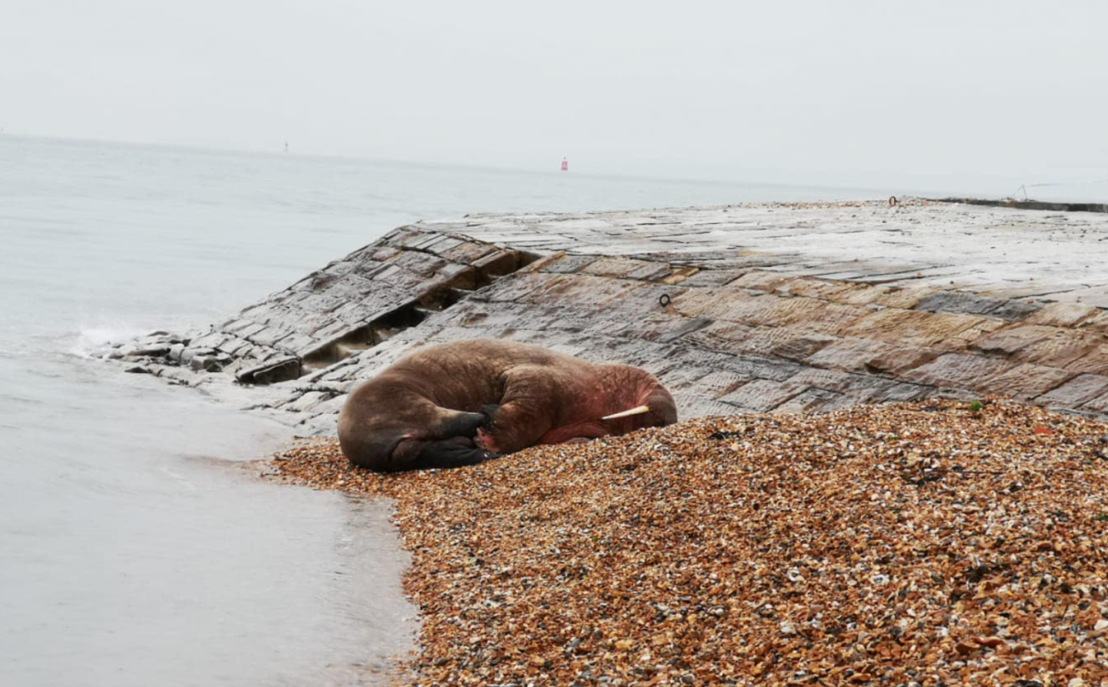 A huge walrus called Thor is taking a break on a Hampshire beach. (British Divers Marine Life Rescue)