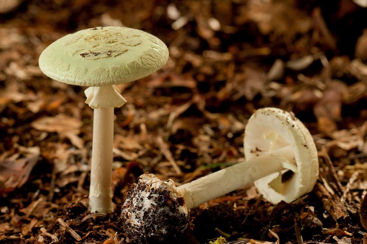 death cap mushroom