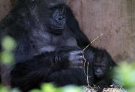 BRISTOL, ENGLAND - MAY 04: Bristol Zoo's baby gorilla Kukena sits with his mother as he ventures out of his enclosure at Bristol Zoo's Gorilla Island on May 4, 2012 in Bristol, England. The seven-month-old western lowland gorilla is starting to find his feet as he learns to walk having been born at the zoo in September. Kukena joins a family of gorillas at the zoo that are part of an international conservation breeding programme for the western lowland gorilla, which is a critically endangered species. (Photo by Matt Cardy/Getty Images)