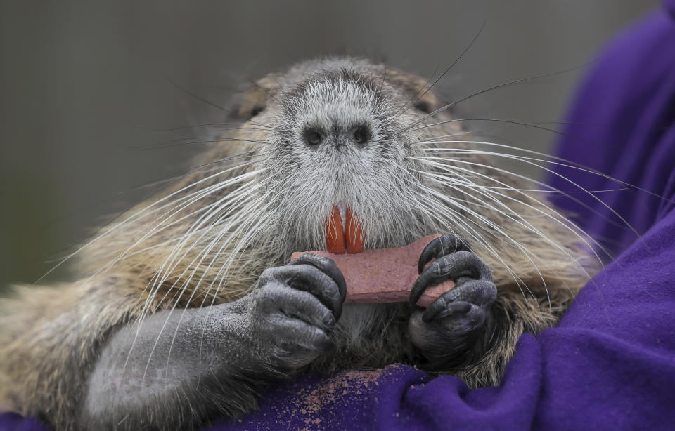 A wounded baby nutria Denny Lacoste rescued is photographed in Metairie, La. Monday, March 13, 2023. Denny and Myra Lacoste have run afoul of state law by keeping a 22-pound nutria -- a beady-eyed, orange-toothed, rat-tailed rodent commonly considered a wetlands-damaging pest -- as a pet that frolics with their dog, snuggles in their arms and swims in the family pool. (David Grunfeld /The Times-Picayune/The New Orleans Advocate via AP)