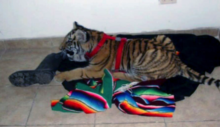 The tiger was found in the city of Tijuana (Picture: CEN)
