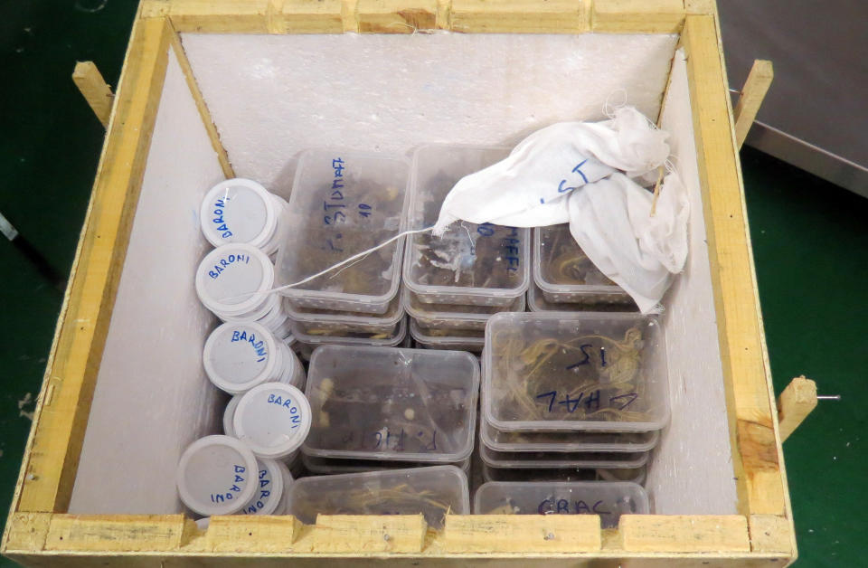 This photo released by National Society for the Prevention of Cruelty to Animals. (NSPCA), shows numerous lizards packed into overcrowded plastic tubs inside a wooden container box at the Johannesburg Zoo, South Africa, Wednesday, Jan. 29, 2014. South African animal inspectors say they have intercepted a large consignment of reptiles smuggled from Madagascar and destined for the exotic pet trade in the United States. Estimated 1,600 reptiles and amphibians were discovered during a routine inspection at Johannesburg's international airport. (AP Photo/Este Kotze, HO, NSPCA)