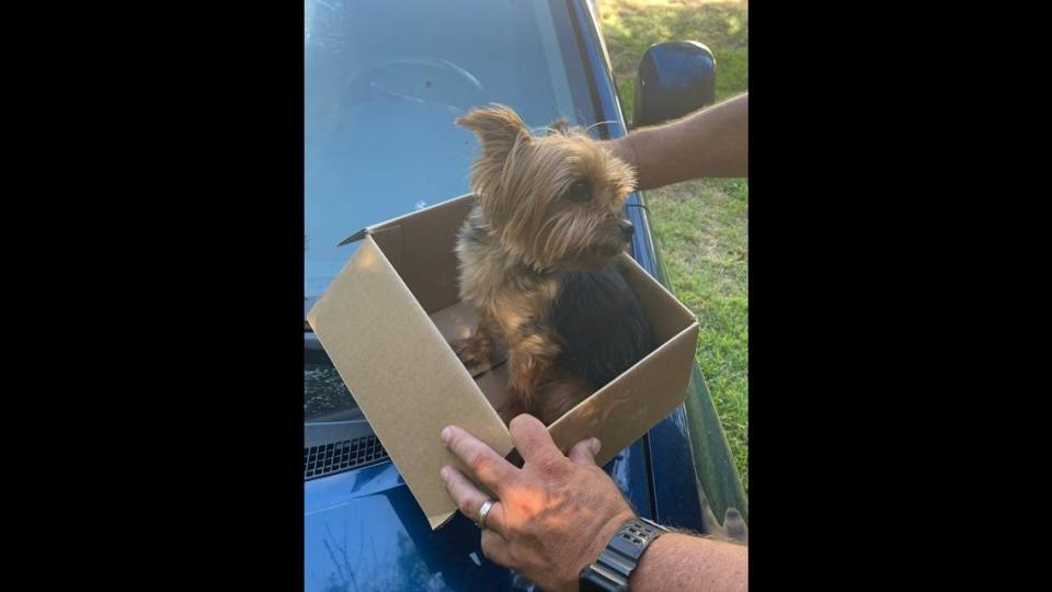 Photo of Gus, the stolen Yorkie.