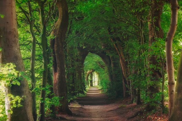 Nature background of dreamy, fairy tale and beautiful jungle forest pedestrian footpath alley way place for walking in tunnel of old oak green trees light up with sun rays trough grass at sunset on spring day. (Photo: serts via Getty Images)