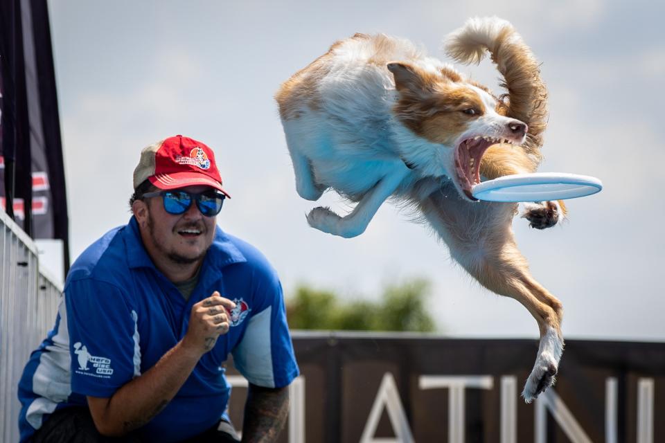 Disco, a border collie, flies through the air in pursuit of a frisbee during the 2:30 p.m. Marvelous Mutts performance at the Kentucky State Fair on Monday. Aug. 23, 2021