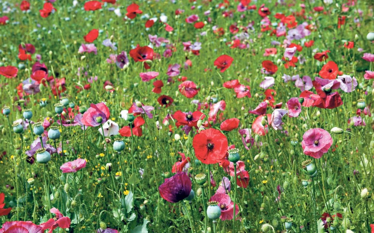 best poppy varieties that grow in all types of soil uk 2022 garden plant how to buy summer plant flower - Andrea Jones / Garden Exposures 